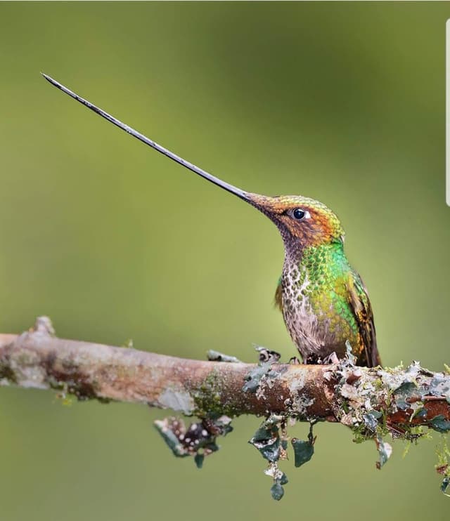 Plate-billed Mountain-Toucan