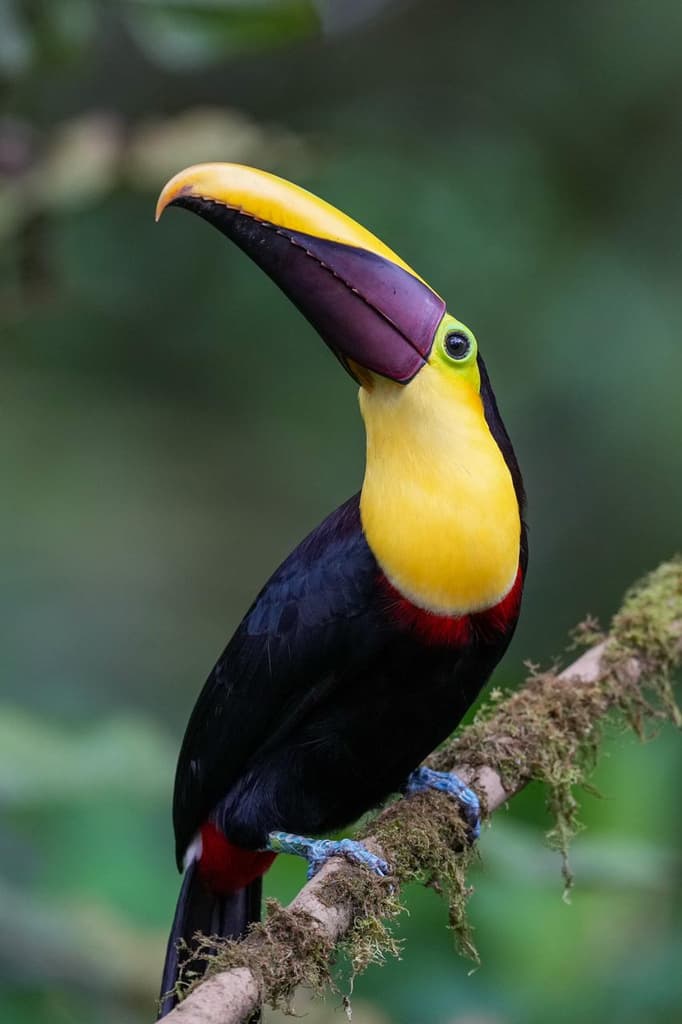 Avistamiento de Aves